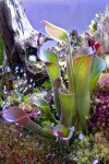 Heliamphora parva (Cerro Neblina) - kliknij aby zobaczyć zdjęcie. Heliamphora parva (Cerro Neblina)