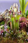Heliamphora parva (Cerro Neblina) - kliknij aby zobaczyć zdjęcie. Heliamphora parva (Cerro Neblina)