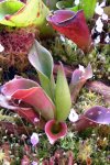 Heliamphora ciliata - kliknij aby zobaczyć zdjęcie. Heliamphora ciliata