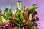 Heliamphora folliculata (Aparaman Tepui, Venezuela) - kliknij aby zobaczyć zdjęcie. Heliamphora folliculata (Aparaman Tepui, Venezuela)