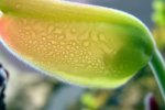 Heliamphora parva (Cerro Neblina) - kliknij aby zobaczyć zdjęcie. Heliamphora parva (Cerro Neblina)