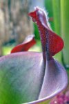 Heliamphora parva (Cerro Neblina) - kliknij aby zobaczyć zdjęcie. Heliamphora parva (Cerro Neblina)