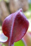 Heliamphora parva (Cerro Neblina) - kliknij aby zobaczyć zdjęcie. Heliamphora parva (Cerro Neblina)