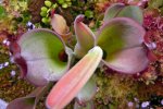 Heliamphora parva (Cerro Neblina) - kliknij aby zobaczyć zdjęcie. Heliamphora parva (Cerro Neblina)