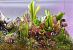 Heliamphora - kliknij aby zobaczyć zdjęcie. Heliamphora