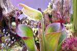 Heliamphora parva (Cerro Neblina) - kliknij aby zobaczyć zdjęcie. Heliamphora parva (Cerro Neblina)
