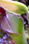 Heliamphora parva (Cerro Neblina) - kliknij aby zobaczyć zdjęcie. Heliamphora parva (Cerro Neblina)