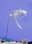 Utricularia jamesoniana (Amuri Tepui ~2100m, Bolivar, Venesuela) - kliknij aby zobaczyć zdjęcie. Utricularia jamesoniana (Amuri Tepui ~2100m, Bolivar, Venesuela)