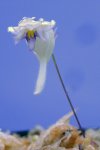 Utricularia jamesoniana (Amuri Tepui ~2100m, Bolivar, Venesuela) - kliknij aby zobaczyć zdjęcie. Utricularia jamesoniana (Amuri Tepui ~2100m, Bolivar, Venesuela)