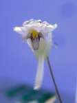Utricularia jamesoniana (Amuri Tepui ~2100m, Bolivar, Venesuela) - kliknij aby zobaczyć zdjęcie. Utricularia jamesoniana (Amuri Tepui ~2100m, Bolivar, Venesuela)