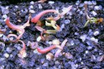 Heliamphora Midoxa x folliculata (Aparaman Tepui) - kliknij aby zobaczyć zdjęcie. Heliamphora Midoxa x folliculata (Aparaman Tepui)
