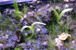 Heliamphora Midoxa x folliculata (Aparaman Tepui) - kliknij aby zobaczyć zdjęcie. Heliamphora Midoxa x folliculata (Aparaman Tepui)