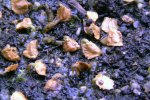 Heliamphora tatei var. tatei (Cerro Duida) x folliculata (Aparaman Tepui) - kliknij aby zobaczyć zdjęcie. Heliamphora tatei var. tatei (Cerro Duida) x folliculata (Aparaman Tepui)