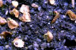 Heliamphora tatei var. tatei (Cerro Duida) x folliculata (Aparaman Tepui) - kliknij aby zobaczyć zdjęcie. Heliamphora tatei var. tatei (Cerro Duida) x folliculata (Aparaman Tepui)