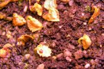 Heliamphora tatei var. tatei (Cerro Duida) x folliculata (Aparaman Tepui) - kliknij aby zobaczyć zdjęcie. Heliamphora tatei var. tatei (Cerro Duida) x folliculata (Aparaman Tepui)