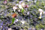 Heliamphora Midoxa x folliculata (Aparaman Tepui) - kliknij aby zobaczyć zdjęcie. Heliamphora Midoxa x folliculata (Aparaman Tepui)