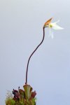 Heliamphora pulchella (Amuri Tepui) - kliknij aby zobaczyć zdjęcie. Heliamphora pulchella (Amuri Tepui)