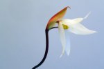 Heliamphora pulchella (Amuri Tepui) - kliknij aby zobaczyć zdjęcie. Heliamphora pulchella (Amuri Tepui)