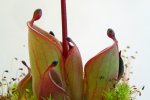 Heliamphora pulchella (Amuri Tepui) - kliknij aby zobaczyć zdjęcie. Heliamphora pulchella (Amuri Tepui)