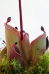 Heliamphora pulchella (Amuri Tepui) - kliknij aby zobaczyć zdjęcie. Heliamphora pulchella (Amuri Tepui)