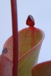 Heliamphora pulchella (Amuri Tepui) - kliknij aby zobaczyć zdjęcie. Heliamphora pulchella (Amuri Tepui)