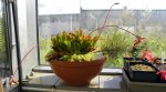 Heliamphora Midoxa - kliknij aby zobaczyć zdjęcie. Heliamphora Midoxa