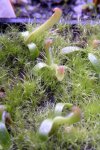 Heliamphora tatei var. tatei (Cerro Duida) x folliculata (Aparaman Tepui) - kliknij aby zobaczyć zdjęcie. Heliamphora tatei var. tatei (Cerro Duida) x folliculata (Aparaman Tepui)