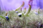 Heliamphora tatei var. tatei (Cerro Duida) x folliculata (Aparaman Tepui) - kliknij aby zobaczyć zdjęcie. Heliamphora tatei var. tatei (Cerro Duida) x folliculata (Aparaman Tepui)