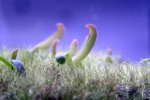 Heliamphora tatei var. tatei (Cerro Duida) x folliculata (Aparaman Tepui) - kliknij aby zobaczyć zdjęcie. Heliamphora tatei var. tatei (Cerro Duida) x folliculata (Aparaman Tepui)