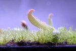 Heliamphora tatei var. tatei (Cerro Duida) x folliculata (Aparaman Tepui) - kliknij aby zobaczyć zdjęcie. Heliamphora tatei var. tatei (Cerro Duida) x folliculata (Aparaman Tepui)