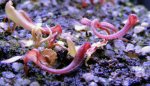 Heliamphora Midoxa x folliculata (Aparaman Tepui) - kliknij aby zobaczyć zdjęcie. Heliamphora Midoxa x folliculata (Aparaman Tepui)