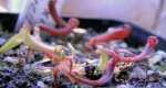 Heliamphora Midoxa x folliculata (Aparaman Tepui) - kliknij aby zobaczyć zdjęcie. Heliamphora Midoxa x folliculata (Aparaman Tepui)