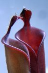 Heliamphora parva (Cerro Neblina) - kliknij aby zobaczyć zdjęcie. Heliamphora parva (Cerro Neblina)