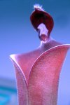 Heliamphora parva (Cerro Neblina) - kliknij aby zobaczyć zdjęcie. Heliamphora parva (Cerro Neblina)