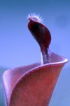 Heliamphora parva (Cerro Neblina) - kliknij aby zobaczyć zdjęcie. Heliamphora parva (Cerro Neblina)