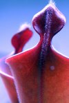 Heliamphora parva (Cerro Neblina) - kliknij aby zobaczyć zdjęcie. Heliamphora parva (Cerro Neblina)