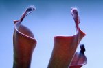 Heliamphora parva (Cerro Neblina) - kliknij aby zobaczyć zdjęcie. Heliamphora parva (Cerro Neblina)