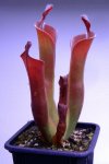 Heliamphora parva (Cerro Neblina) - kliknij aby zobaczyć zdjęcie. Heliamphora parva (Cerro Neblina)