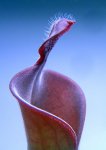 Heliamphora parva (Cerro Neblina) - kliknij aby zobaczyć zdjęcie. Heliamphora parva (Cerro Neblina)