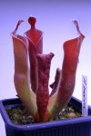 Heliamphora parva (Cerro Neblina) - kliknij aby zobaczyć zdjęcie. Heliamphora parva (Cerro Neblina)