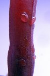 Heliamphora parva (Cerro Neblina) - kliknij aby zobaczyć zdjęcie. Heliamphora parva (Cerro Neblina)
