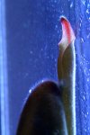 Heliamphora parva (Cerro Neblina) - kliknij aby zobaczyć zdjęcie. Heliamphora parva (Cerro Neblina)