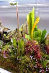 Heliamphora parva (Cerro Neblina) - kliknij aby zobaczyć zdjęcie. Heliamphora parva (Cerro Neblina)