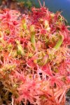 Heliamphora minor - kliknij aby zobaczyć zdjęcie. Heliamphora minor