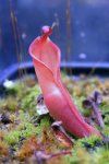 Heliamphora spec. Yuruani B - kliknij aby zobaczyć zdjęcie. Heliamphora spec. Yuruani B