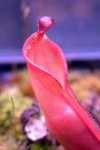 Heliamphora spec. Yuruani B - kliknij aby zobaczyć zdjęcie. Heliamphora spec. Yuruani B