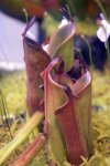 Heliamphora chimantensis (Chimanta) - kliknij aby zobaczyć zdjęcie. Heliamphora chimantensis (Chimanta)