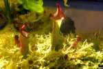 Heliamphora spec. nov. Akopan - kliknij aby zobaczyć zdjęcie. Heliamphora spec. nov. Akopan