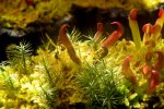 Heliamphora - kliknij aby zobaczyć zdjęcie. Heliamphora