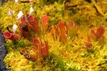 Heliamphora minor - kliknij aby zobaczyć zdjęcie. Heliamphora minor